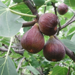 Eat Figs While They’re Fresh…